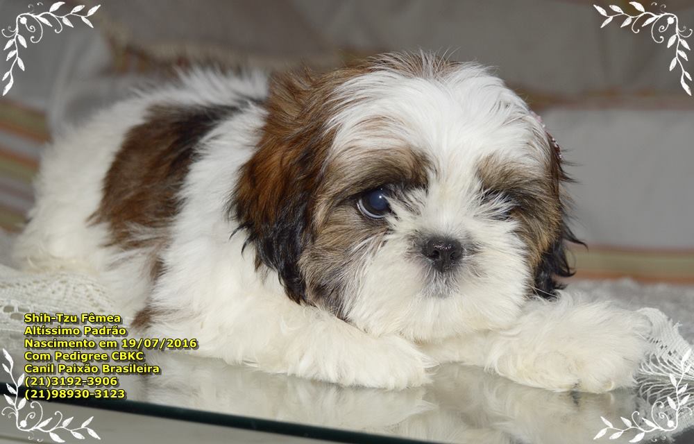 venda de cachorro da raça shih tzu